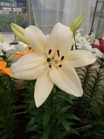 [5105 Pedara VH No01.JPG]